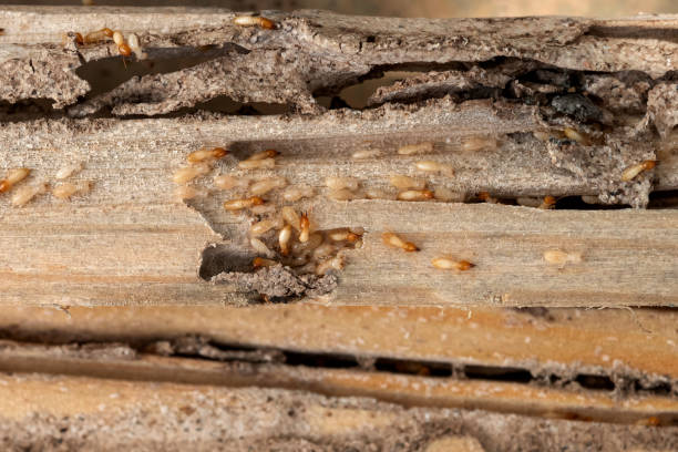 Best Rat Extermination Near Me  in Burtonsville, MD